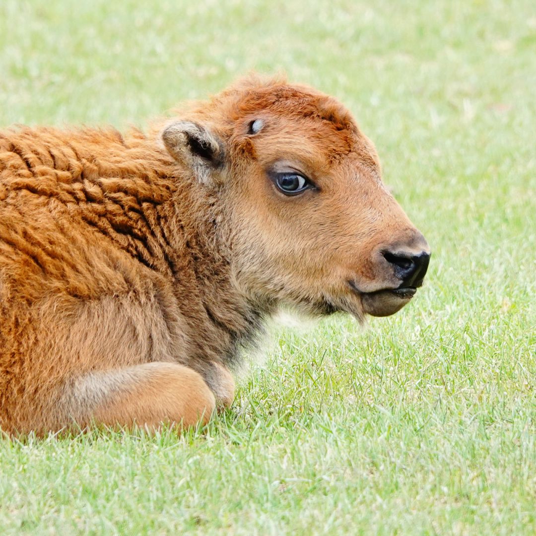 Bison calf Yellowstone Summit