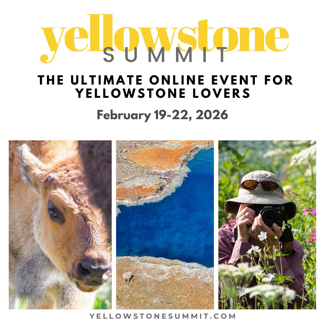Yellowstone Summit bison thermal photographer
